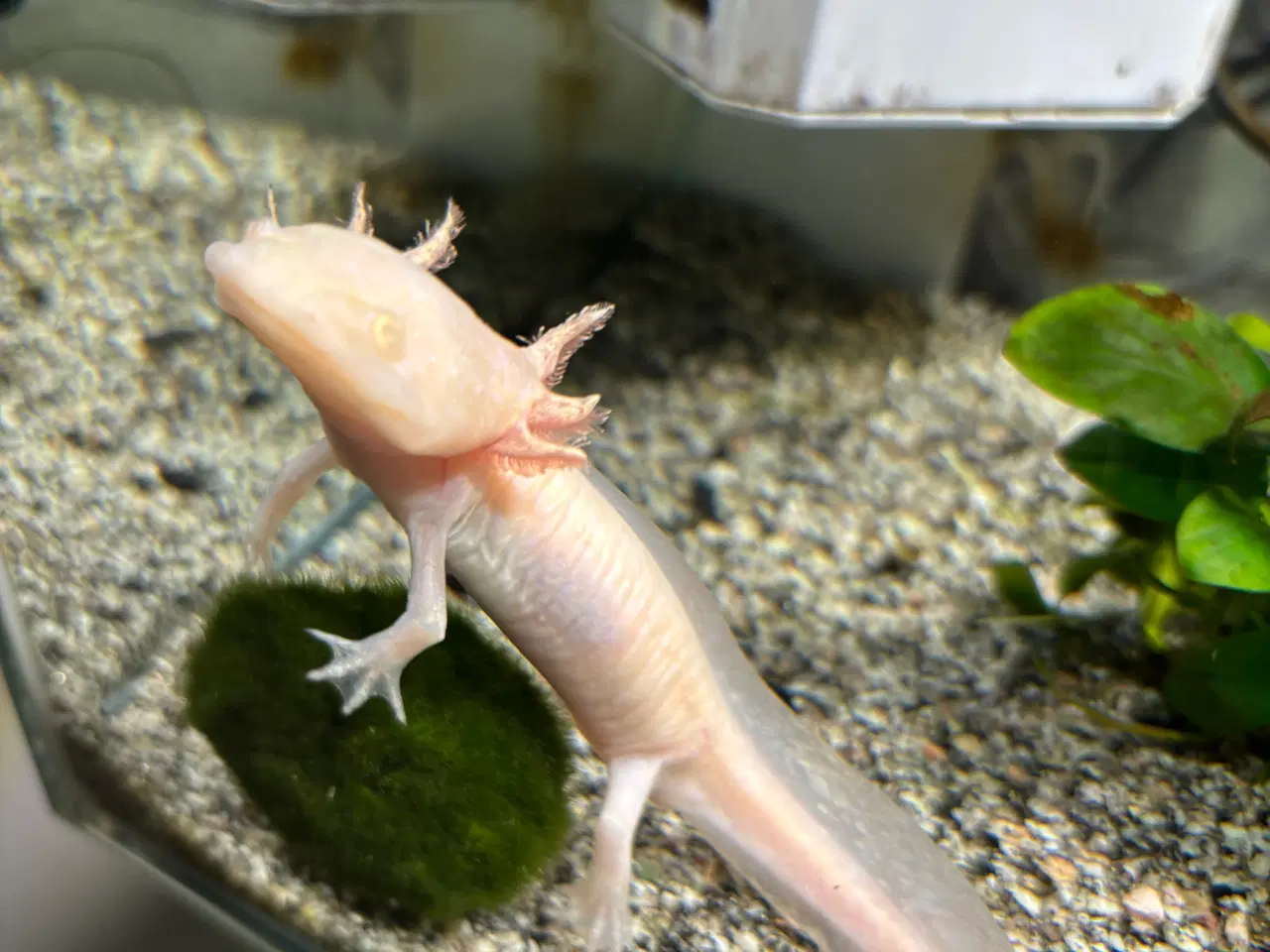 Billede 4 - Axoloti