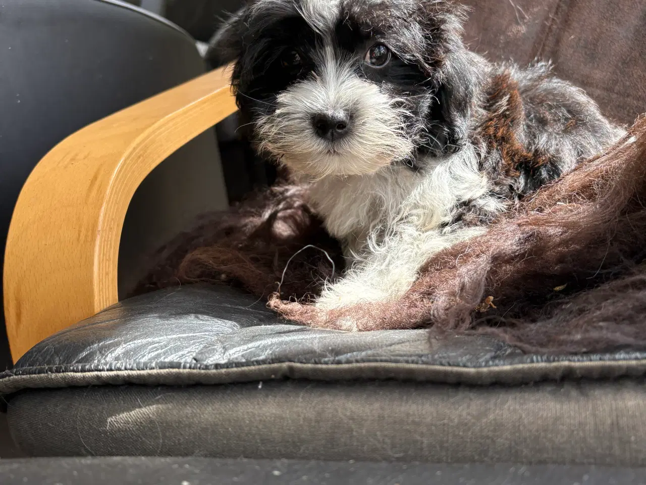 Billede 8 - Allergivenlig -mini/ micro Yorkie mix