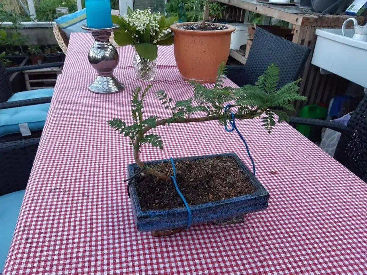 Billede 13 - 60+ Blue Jacaranda frø inkl. levering. Luftfrisker