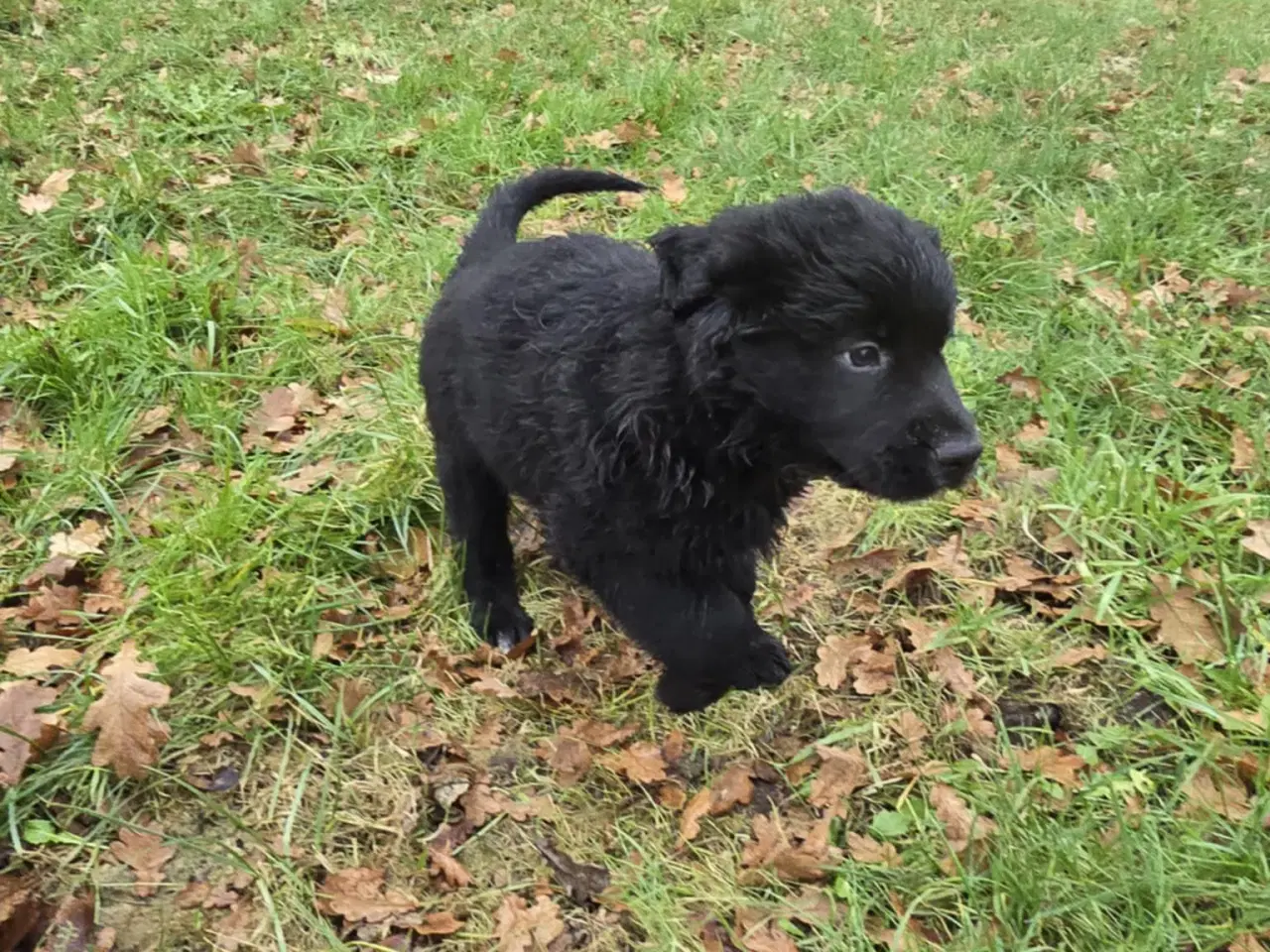 Billede 10 - Golden retriever blanding hanhund