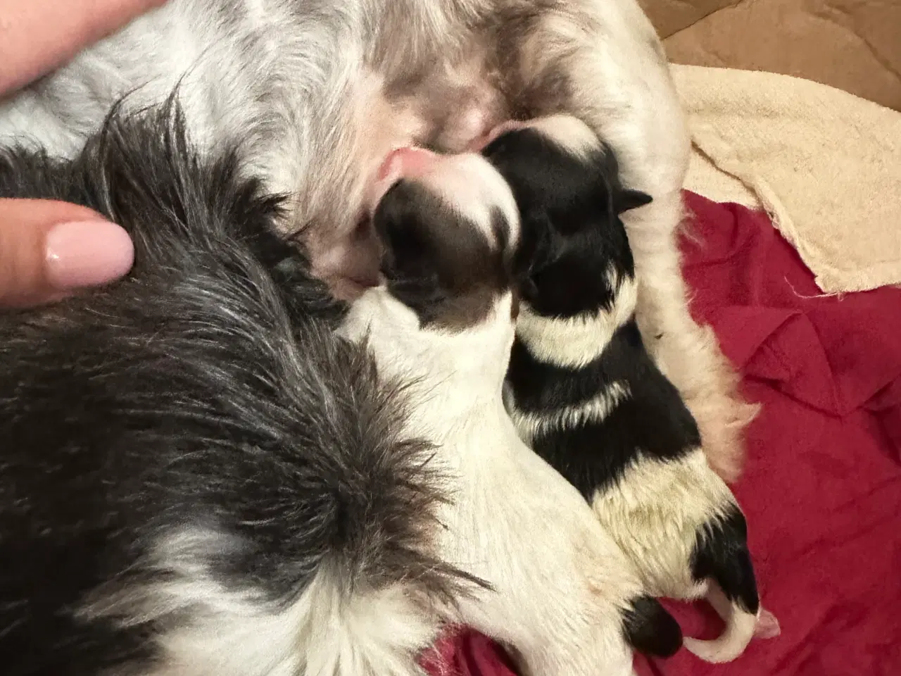 Billede 11 - Sød og allergivenlige Shih-Tzu hvalpe🐶