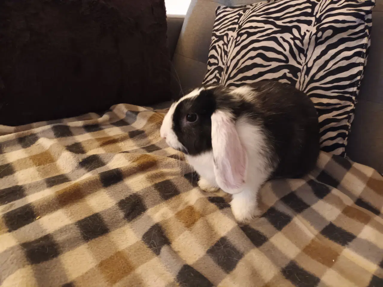 Billede 2 - Ung hunkanin sælges med bur