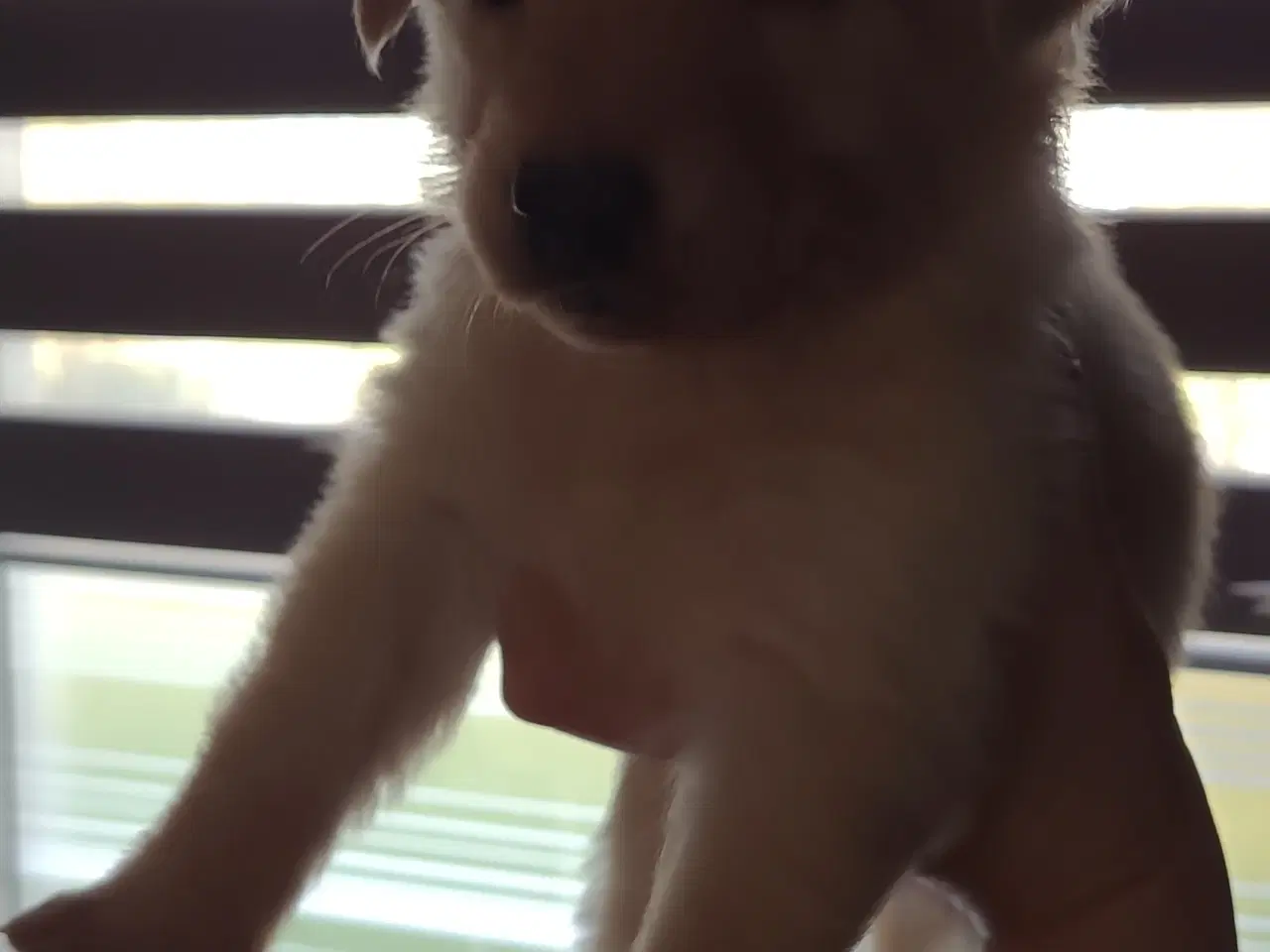 Billede 3 - Schæfer Australien shepherd hvalpe 