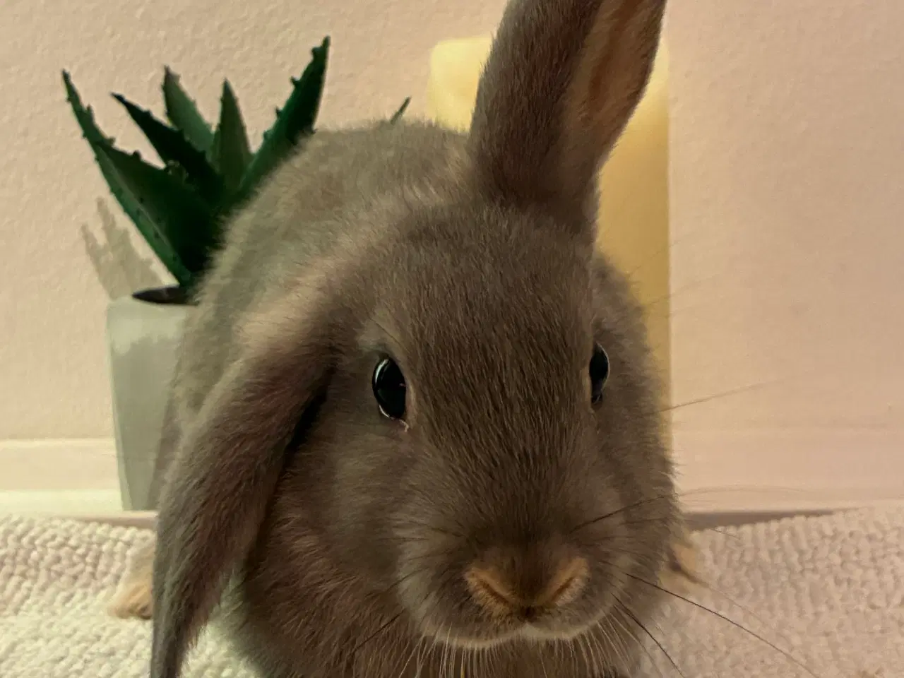 Billede 5 - Kanin unger til salg 