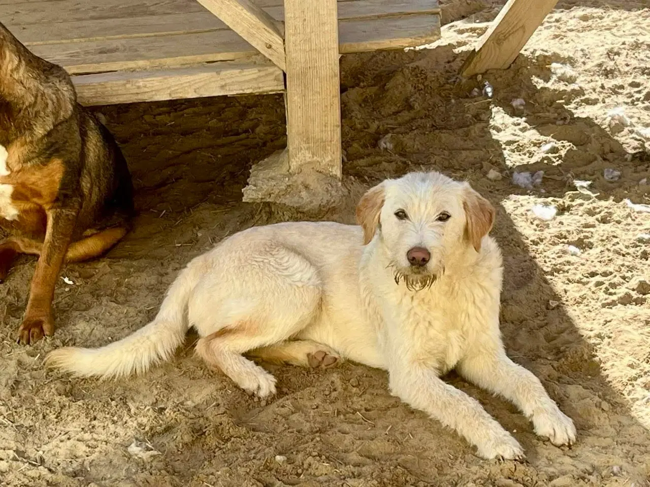 Billede 8 - Vidunderlige DJ leder efter sin 4-ever familie🏡💞