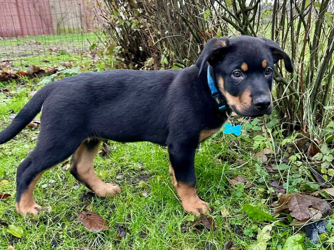 Billede 2 - Rottwailer/schæfer 