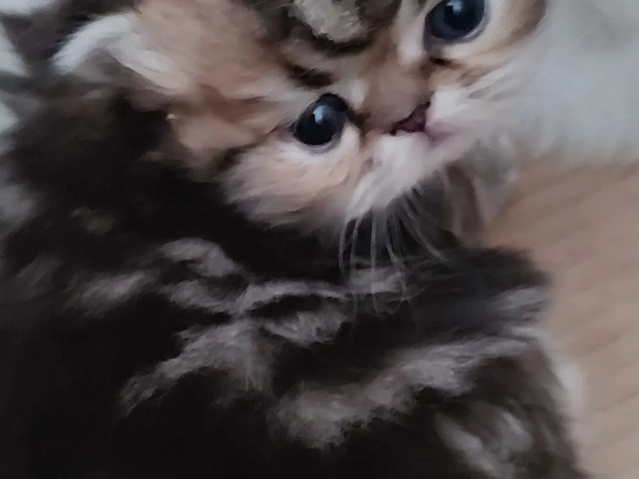 Billede 12 - Perser killinger 