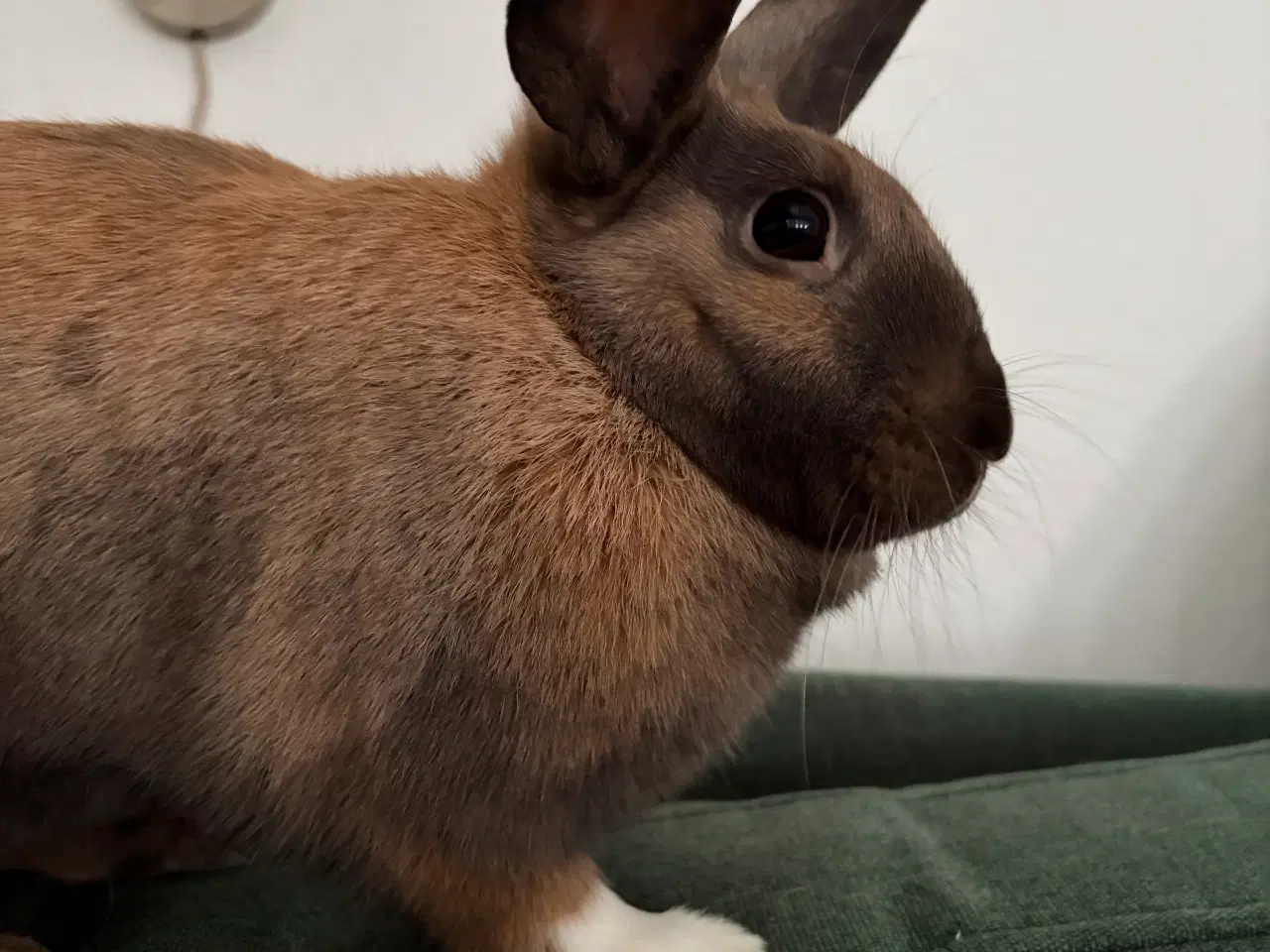 Billede 4 - Ella søger ny familie 