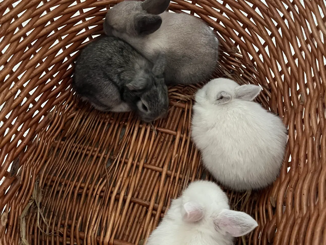 Billede 2 - Minilop/lionlop unger sælges 🐰