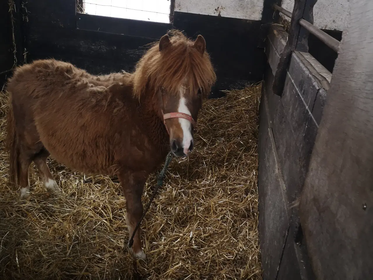 Billede 1 - Pony hingst plag 