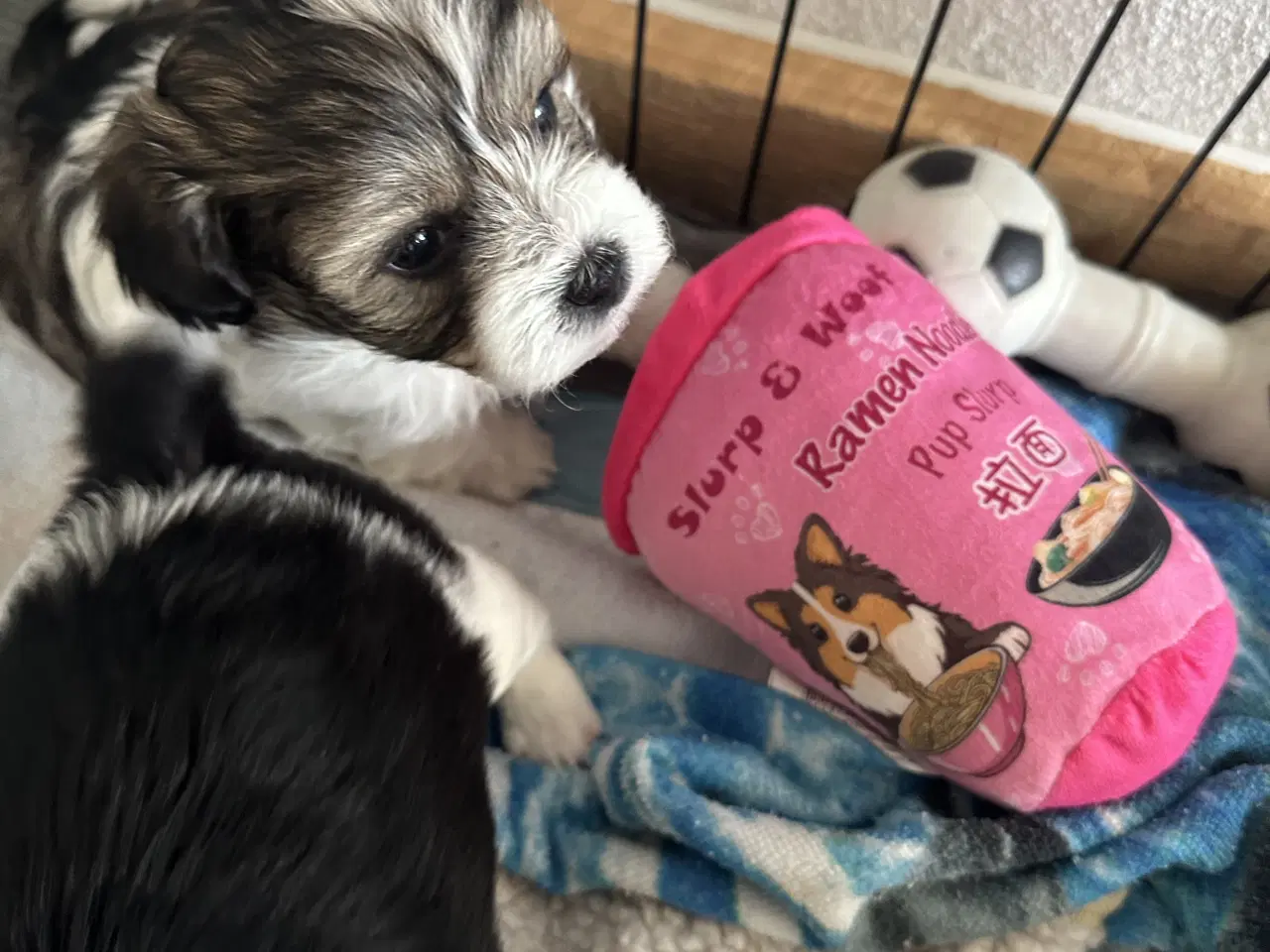 Billede 2 - Blødeste små hvalpe 