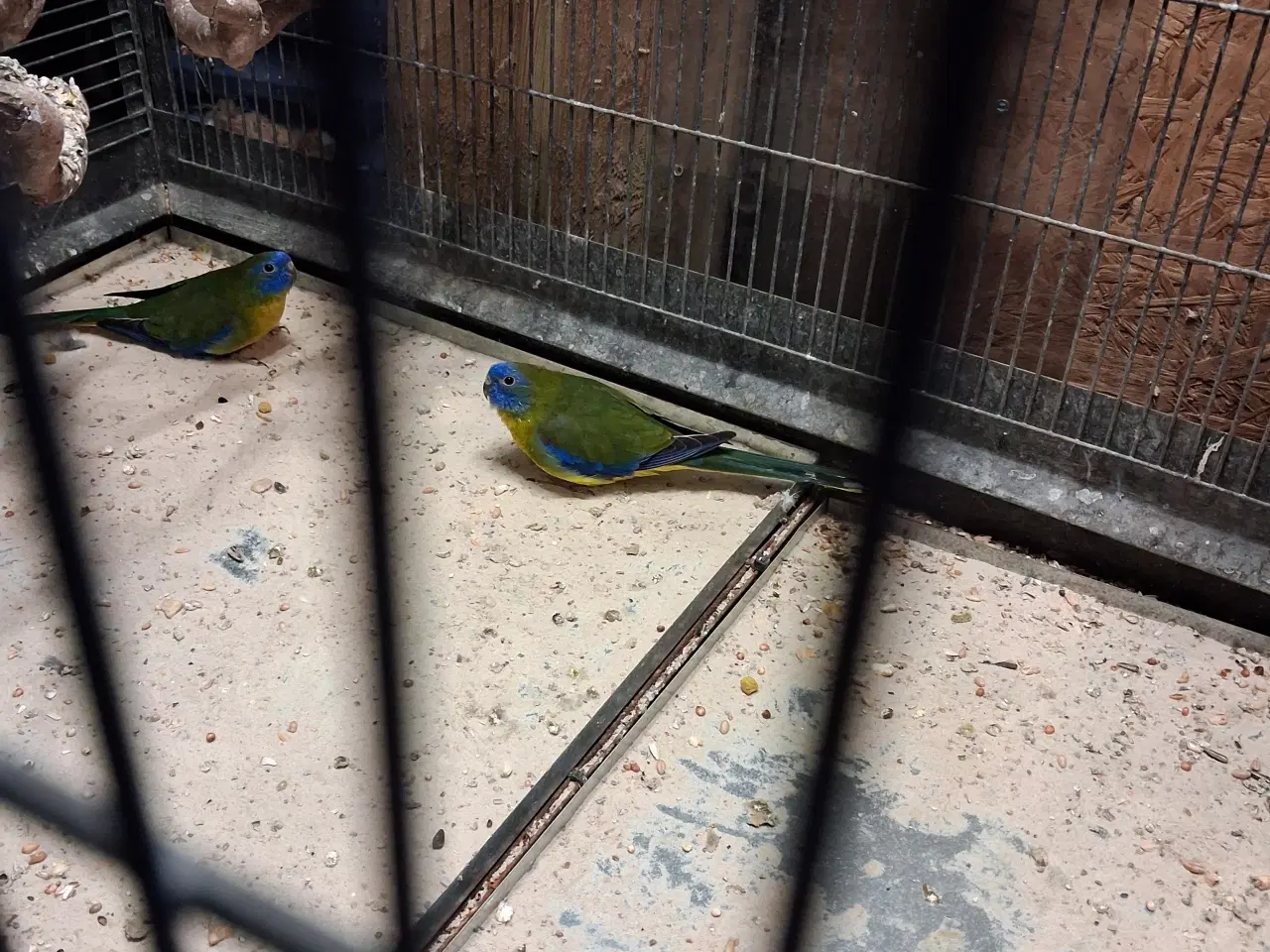 Billede 2 - 2 stk sangparakit sælges 