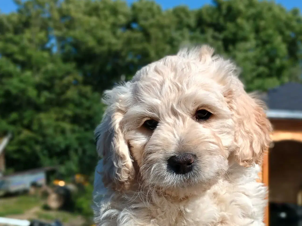 Billede 2 - Super socialiserede goldendoodles 