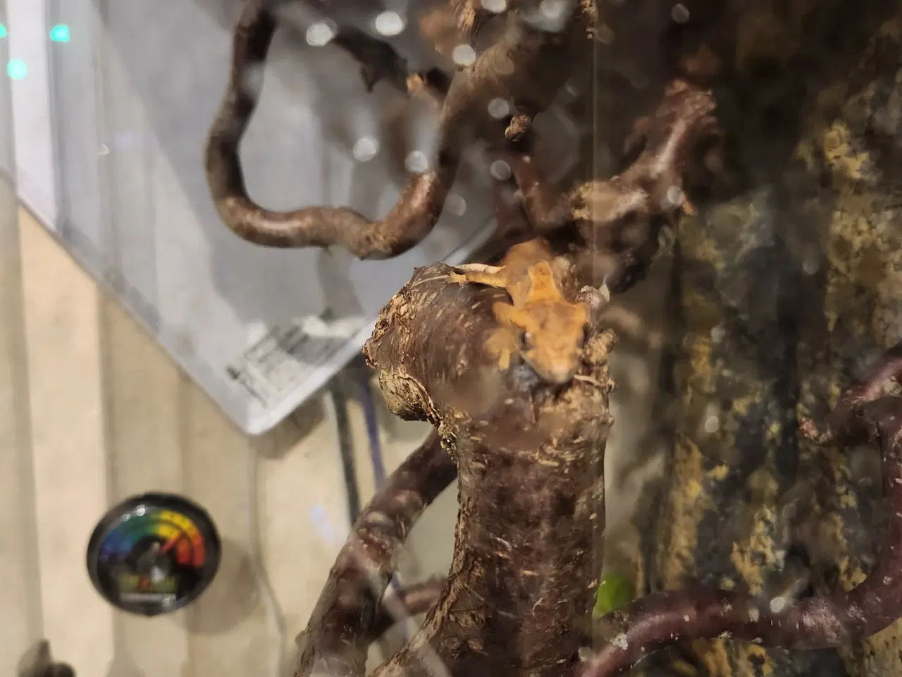 Billede 5 - Kronegekko pige på 2 og en på 2 månederen den 3/9
