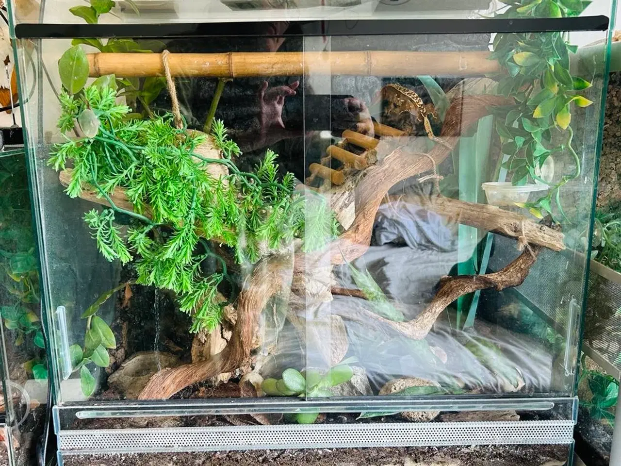 Billede 6 - Kronegekko incl terrarie