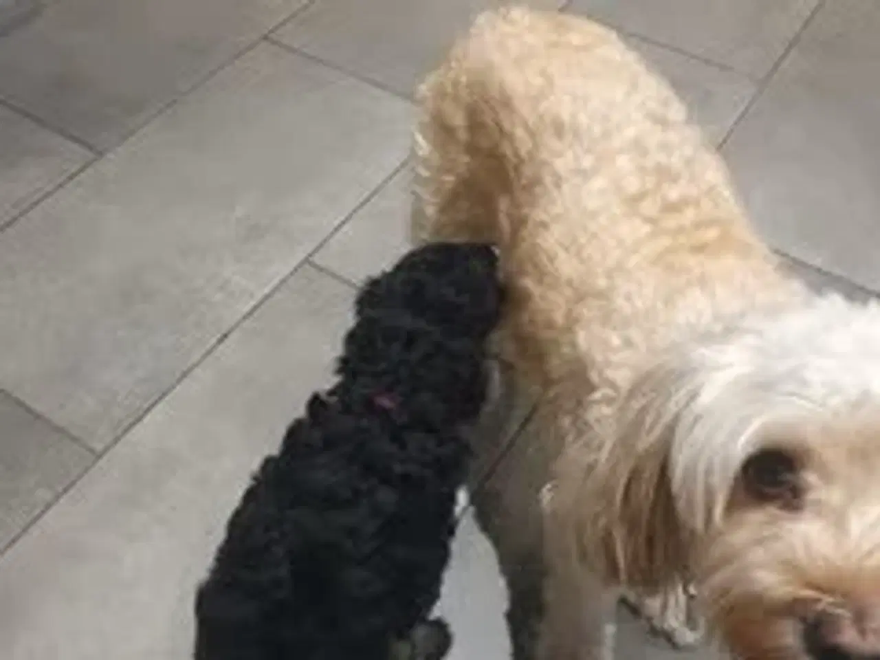 Billede 1 - ✨ Cavapoo F1b hvalp – klar til julehygge 🎁