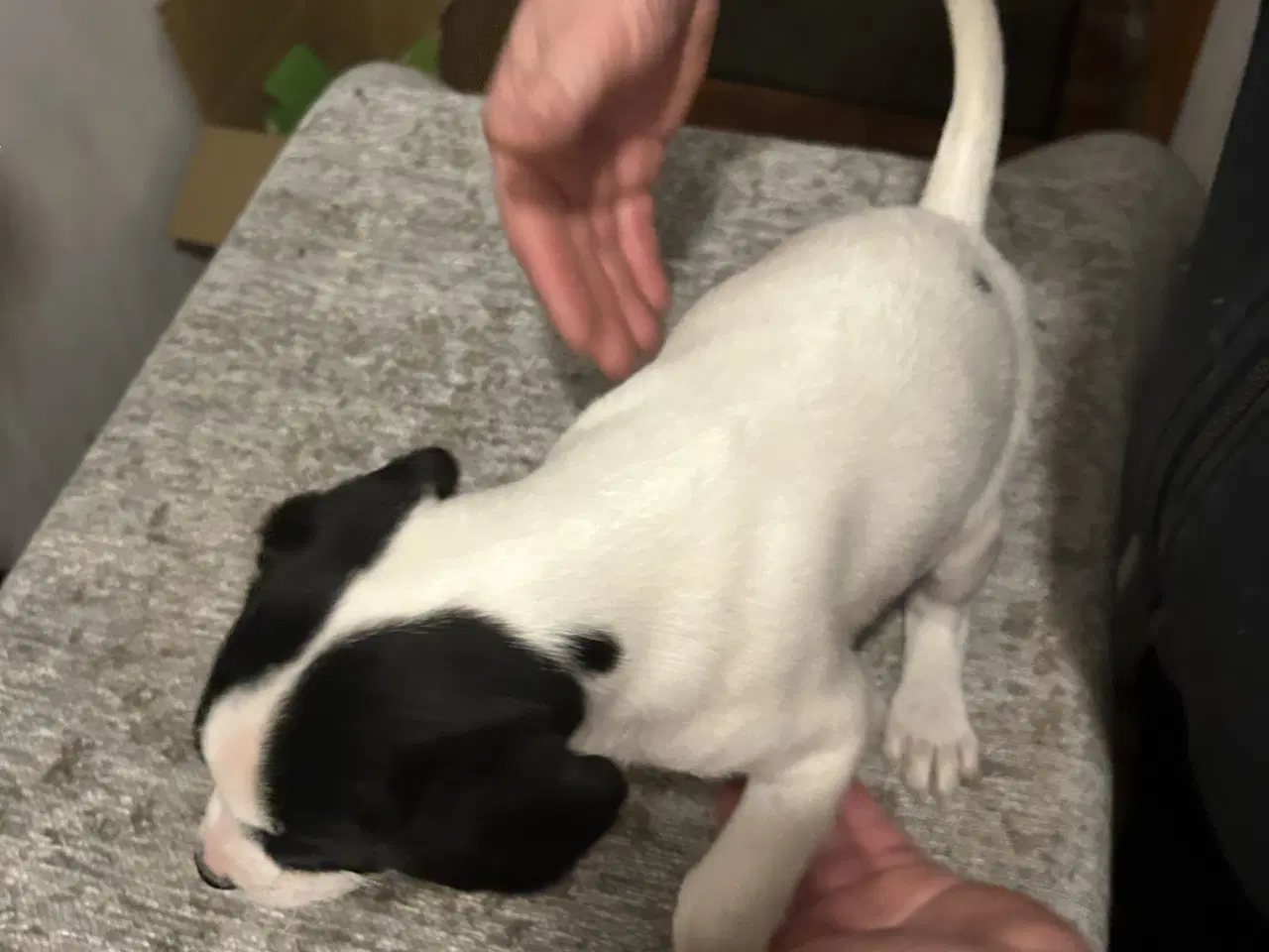 Billede 7 - Skønne hvalpe søger nyt hjem