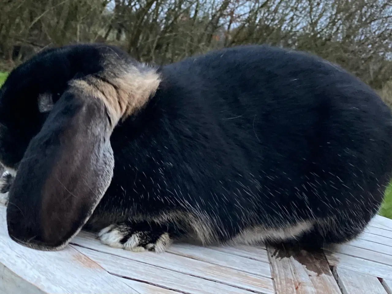 Billede 4 - FRANSK VÆDDER HUN SORT OTTER