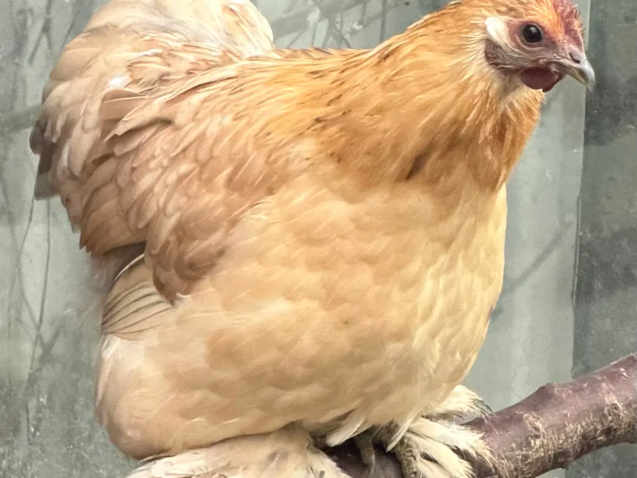 Billede 3 - Dværg kochin