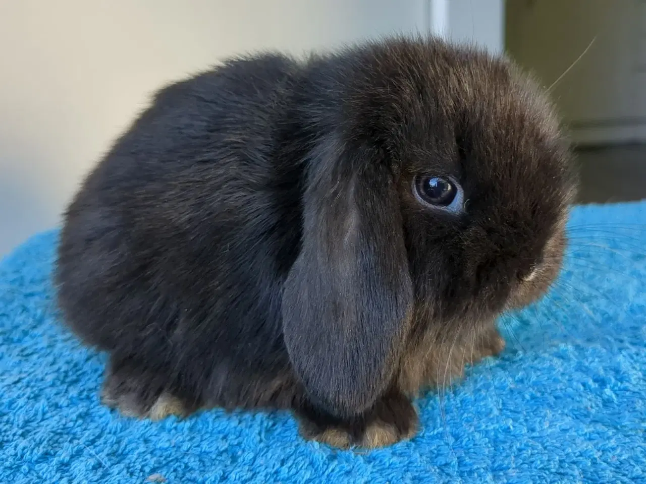 Billede 2 - Minilop kaninunge sælges 