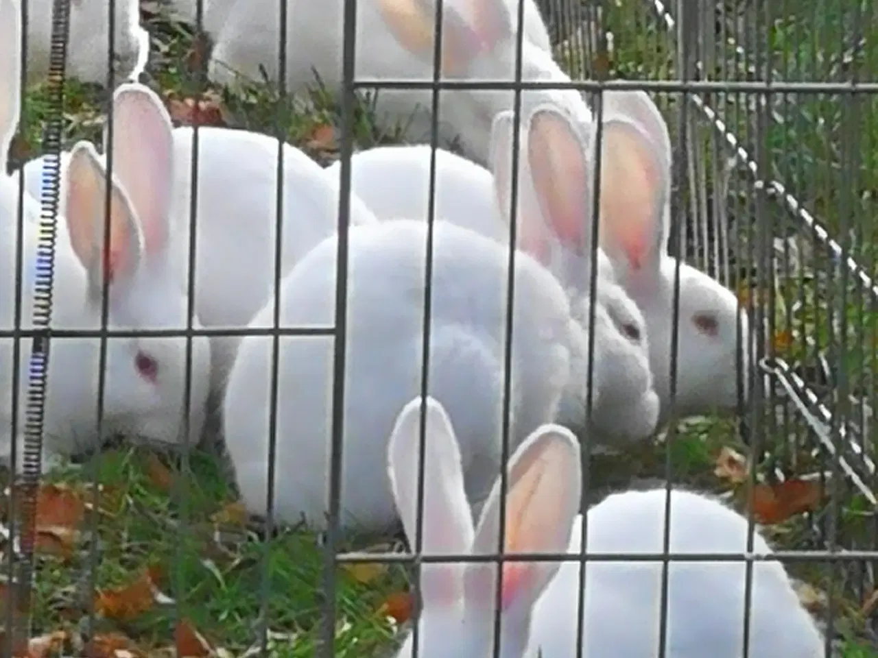 Billede 2 - Hvid Land kanin unger.