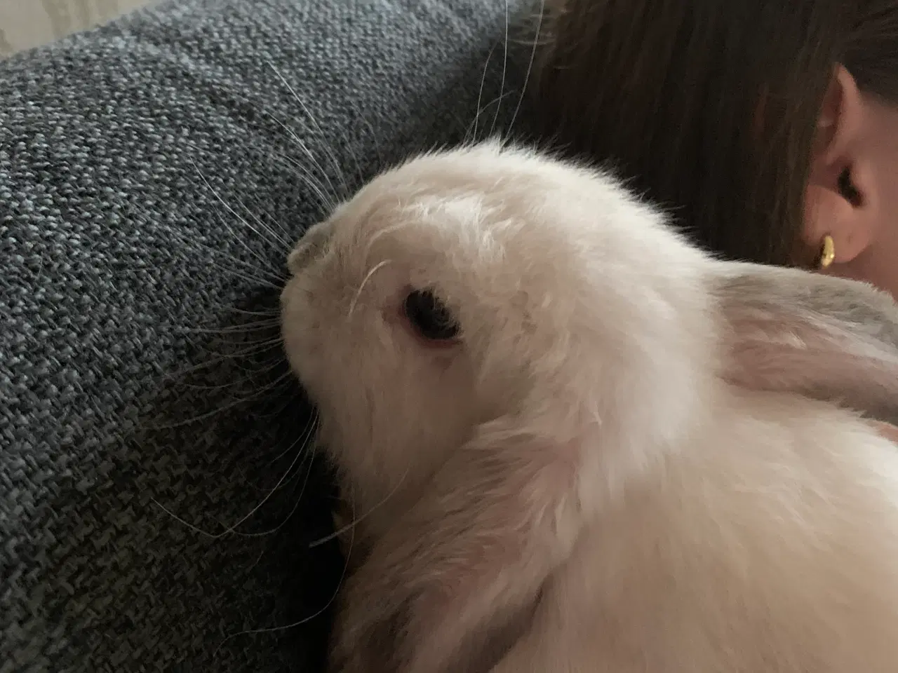 Billede 3 - Mini Lop kanin unge til salg.