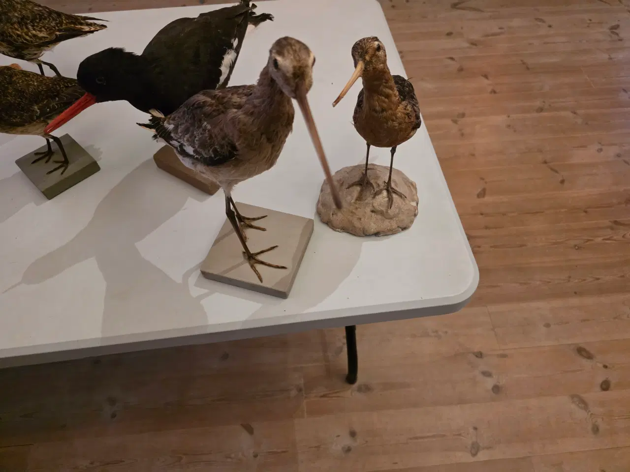 Billede 2 - Vadefugle, sælges samlet eller hver for sig