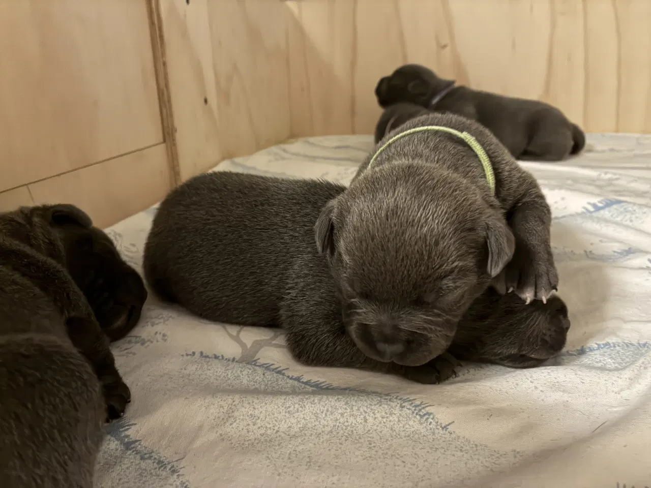 Billede 2 - Blå Staffy salgsklar fra d 13/2-26