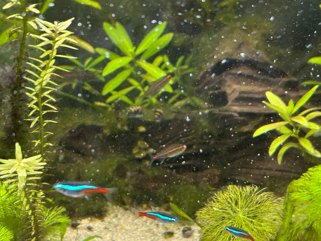 Billede 9 - 🐟 Neonfisk sælges – god stimepris | Viby J