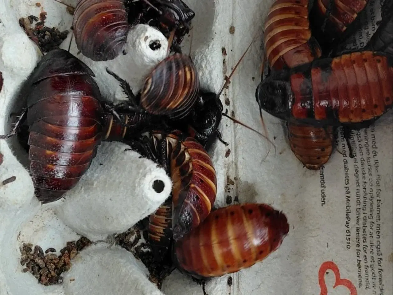 Billede 2 - Hvæssende kakerlakker