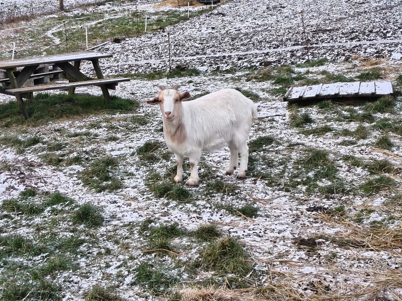 Billede 3 - Tam gimmer 2 år 