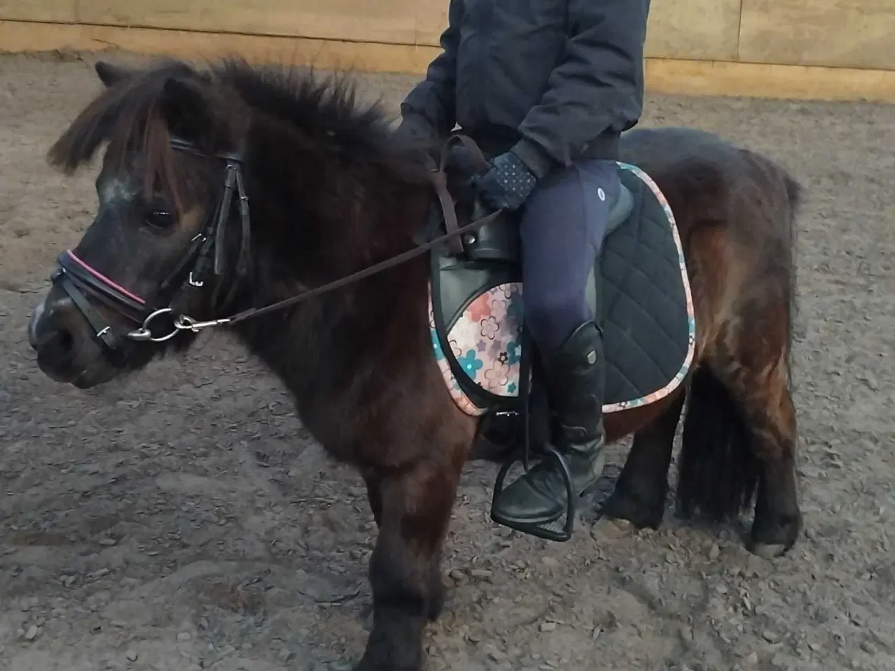 Billede 4 - Sød og rolig børne pony