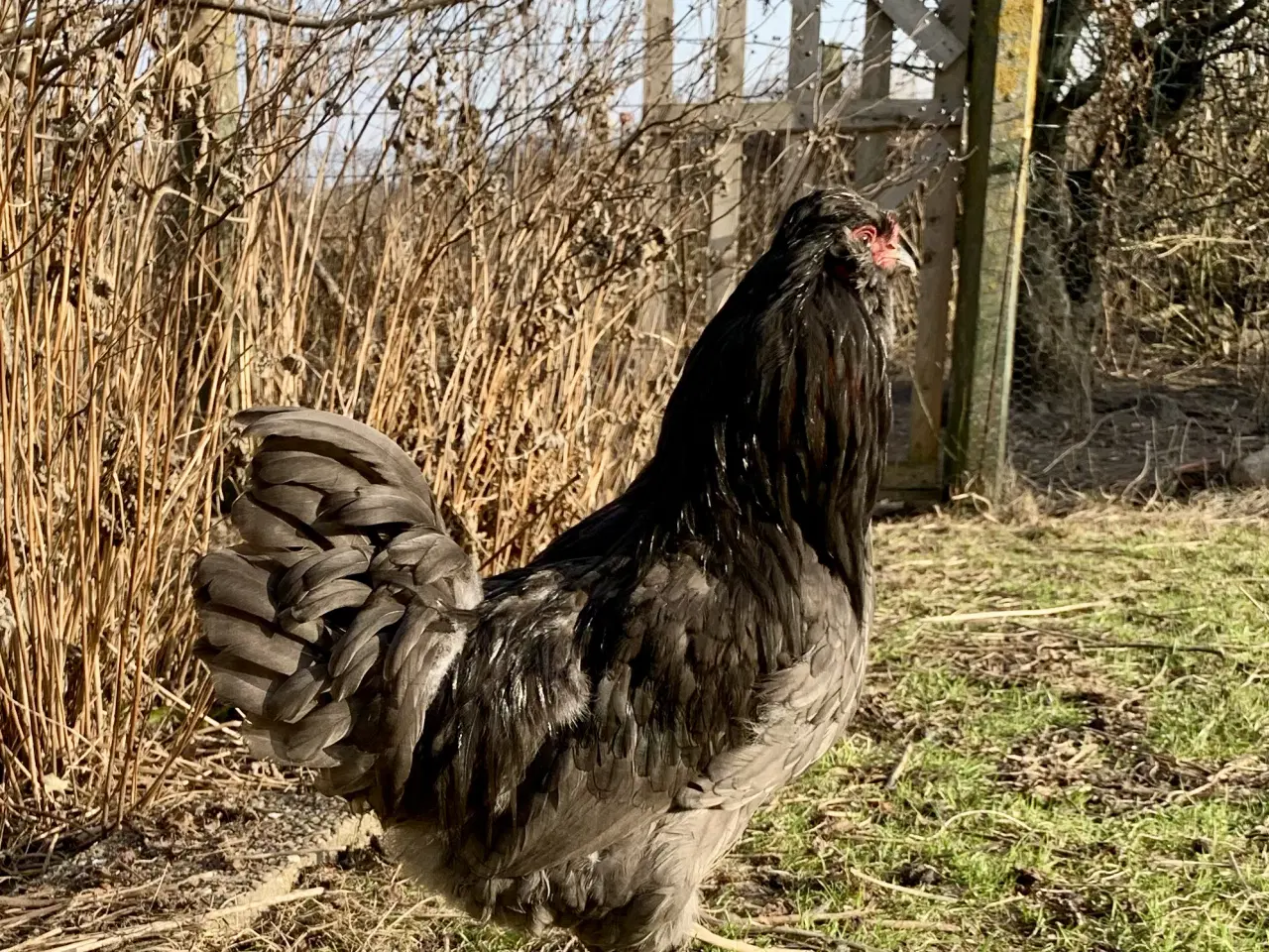 Billede 1 - Sort hane fra blåt eller grønt æg.