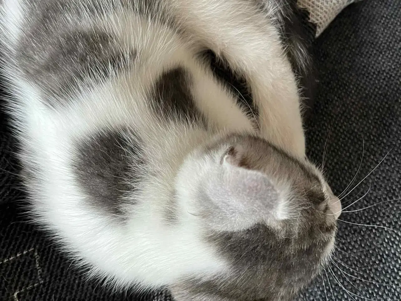 Billede 5 - 4 skønne killinger, hvor mor er Maine Coon sælges