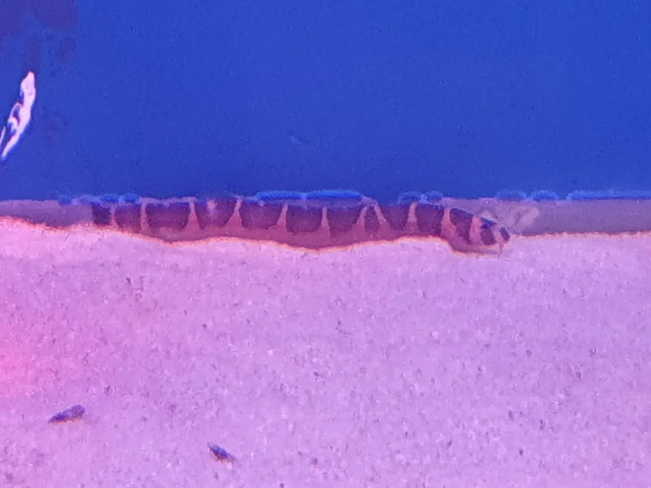 Billede 1 - **Kuhli ål til salg 🐟✨🌊**