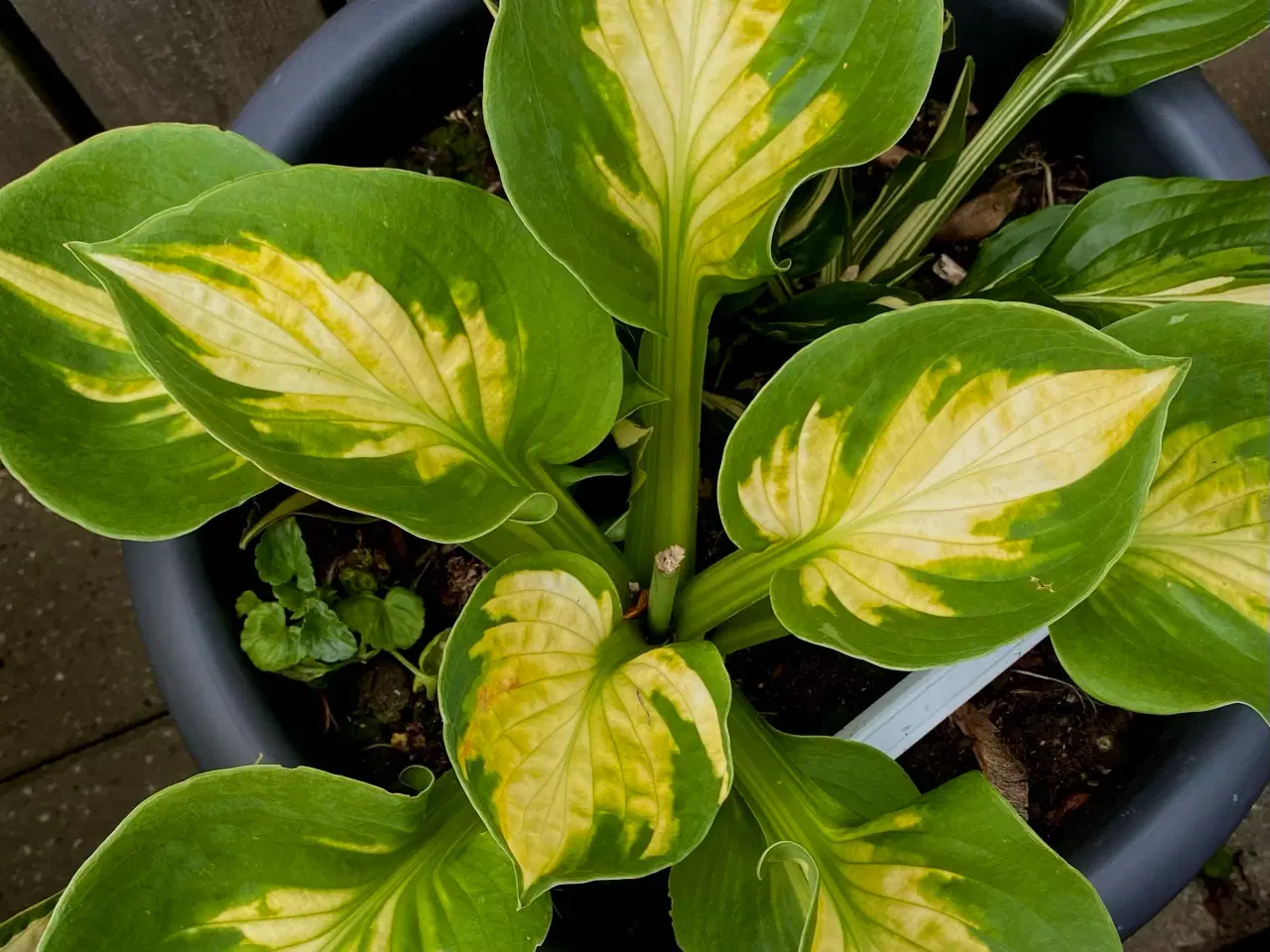 Billede 4 - Hosta
