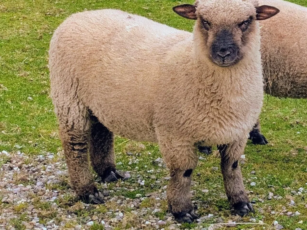 Billede 1 - Shropshire lam