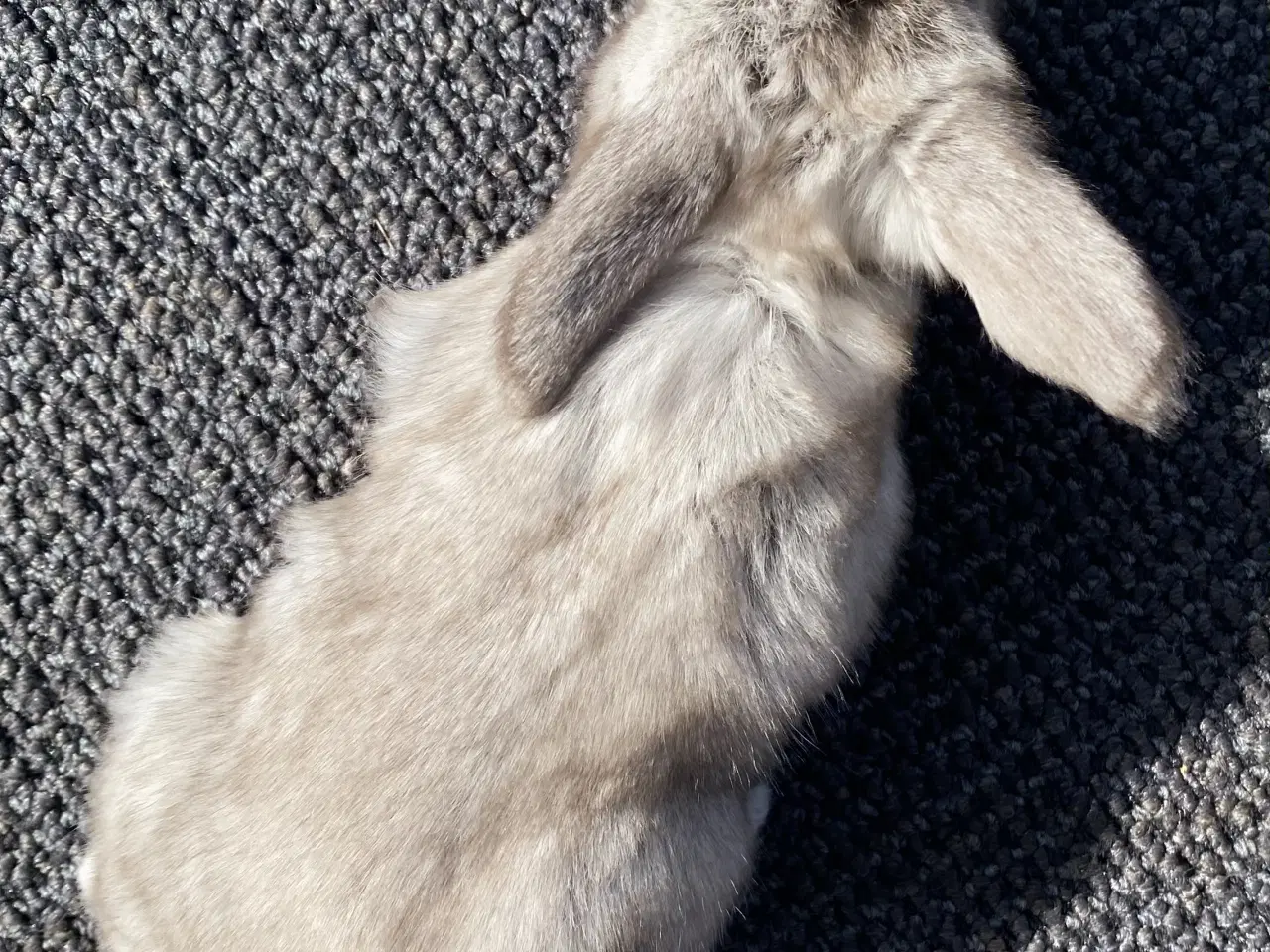 Billede 4 - FRANSK VÆDDER HAN VILDT BRUN