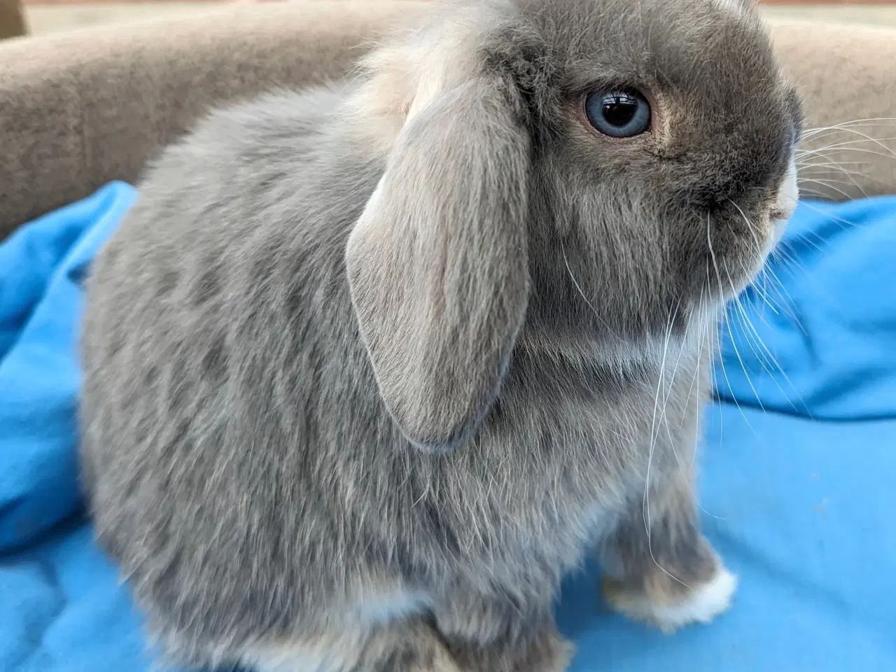 Billede 4 - Minilop kaninunge sælges 