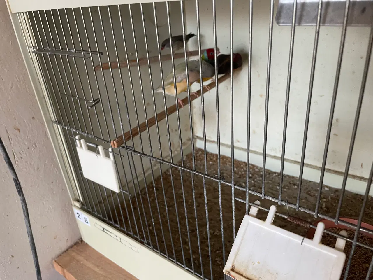 Billede 2 - Gouldsamadine