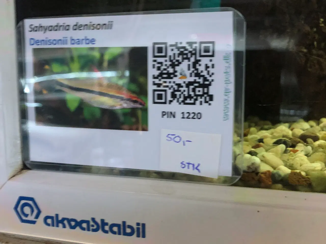 Billede 15 - Akvariefisk