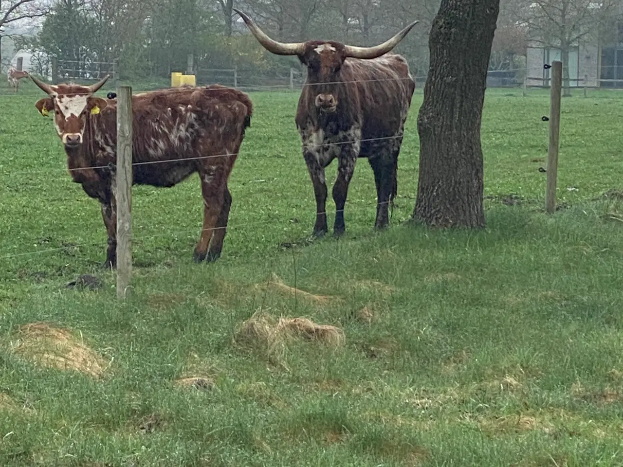 Billede 6 - Texas Longhorn tyr