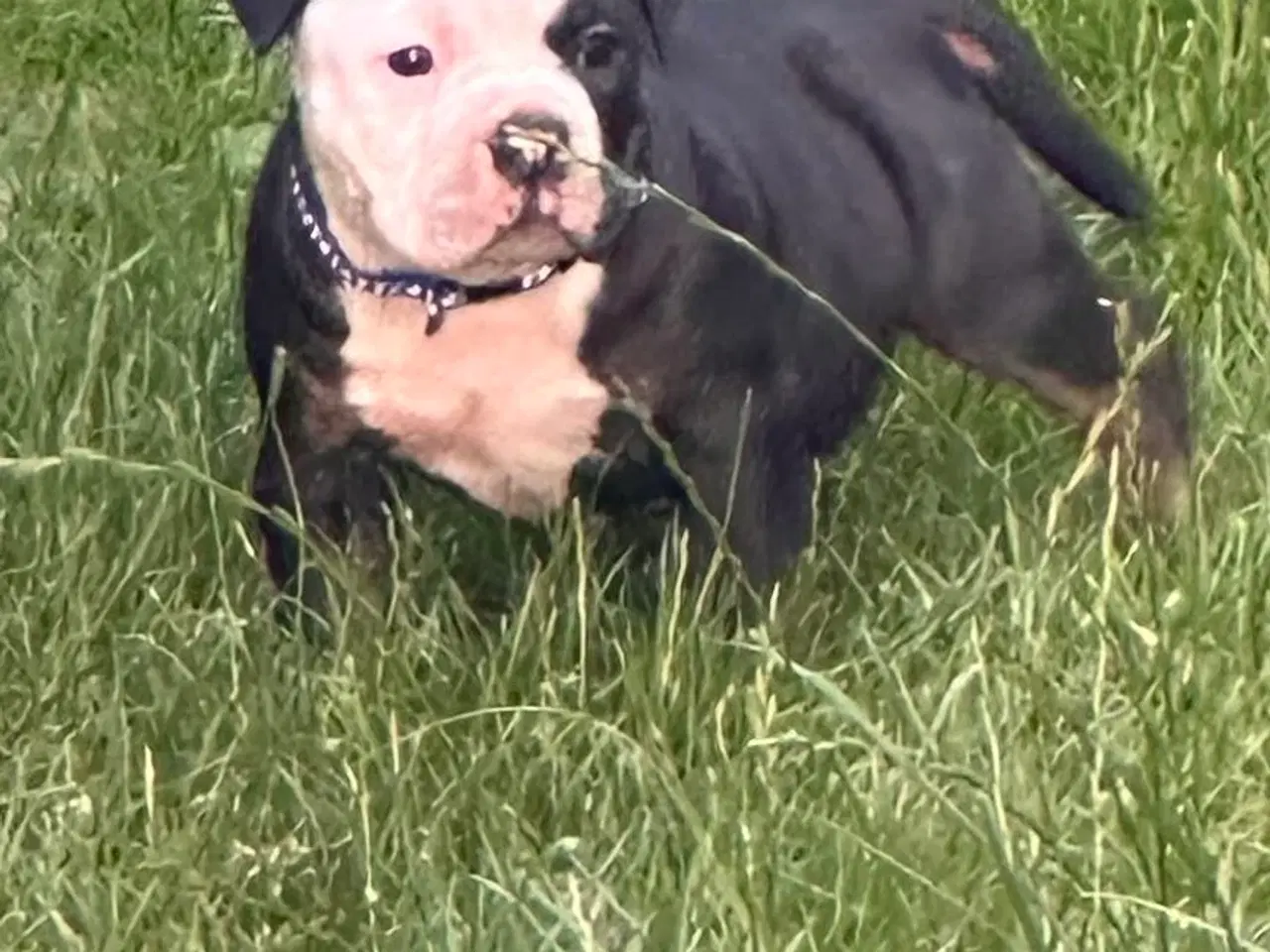 Billede 1 - New english bulldog