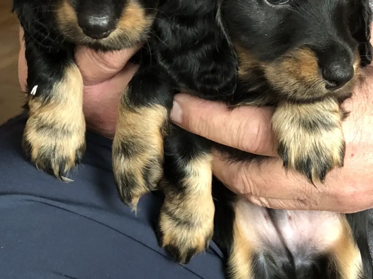 Billede 1 - Langhåret miniature gravhunde hvalpe