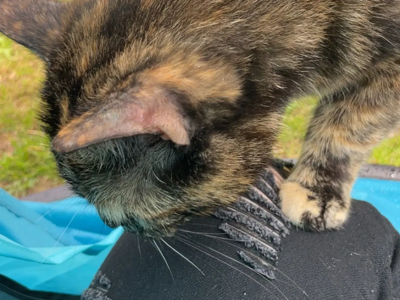 Billede 3 - Blandnings kat 