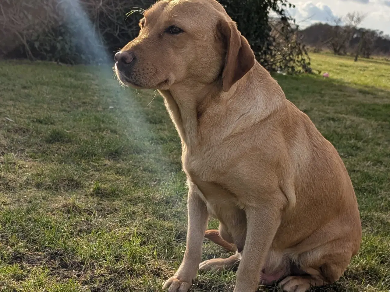 Billede 7 - Gl.dags labrador hvalpe 
