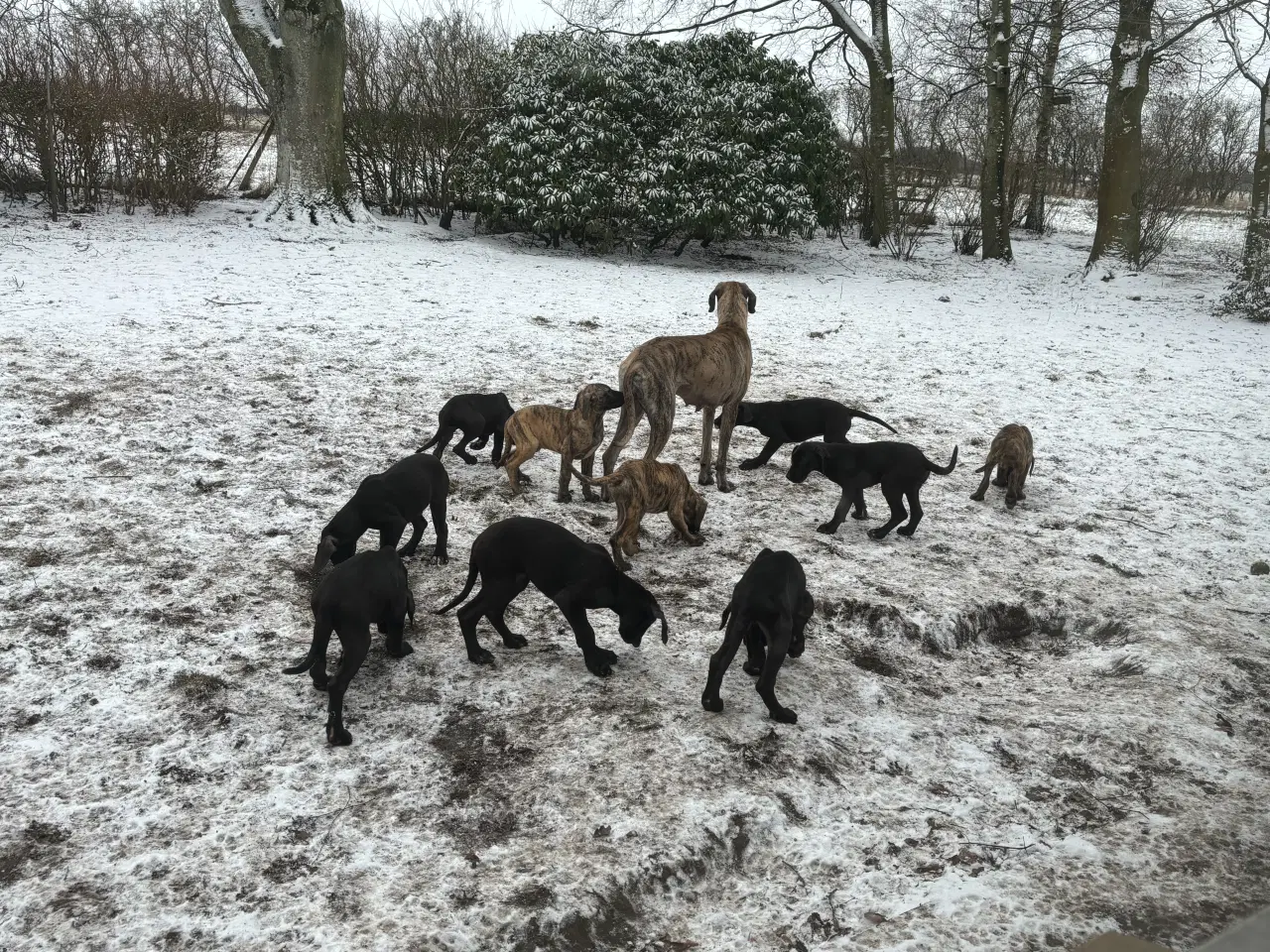 Billede 11 - Grand Danois hvalpe 