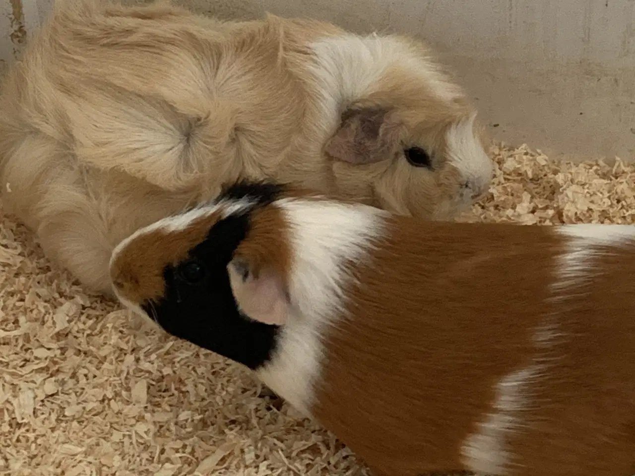 Billede 2 - Hunmarsvin tamme og søde