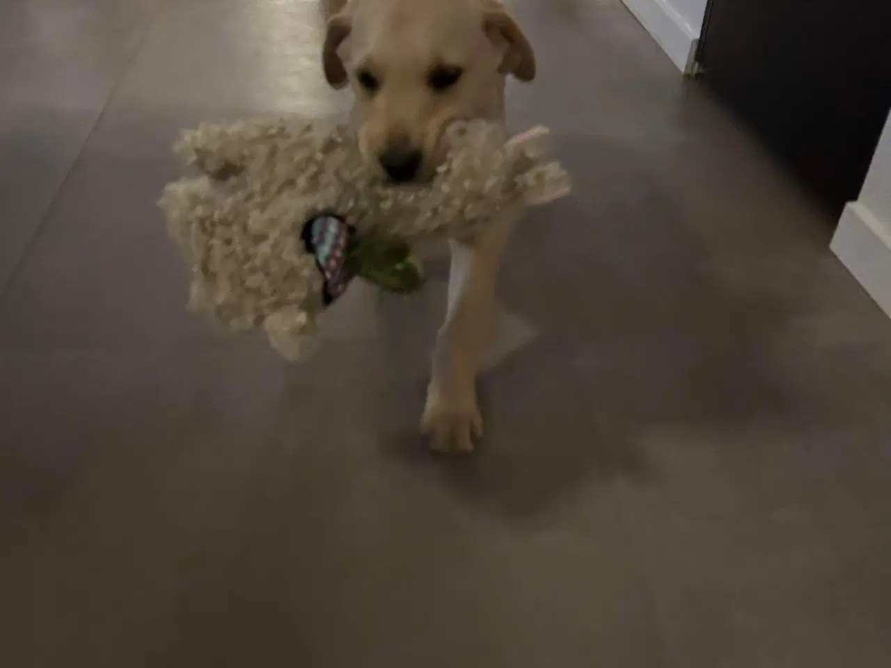 Billede 8 - Racerene RED FOX labrador af bedste familliehunde 