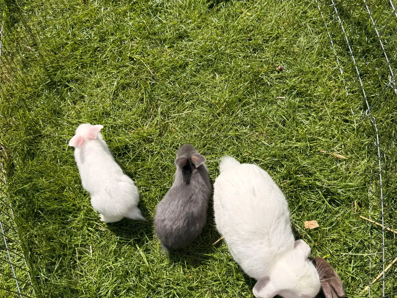 Billede 4 - Små kaniner sælges 🐇🐇🐇